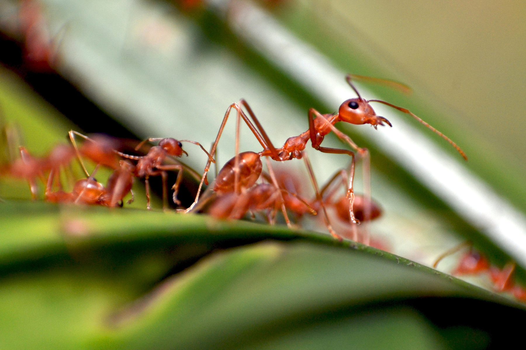 A red ant standing on a green leaf, surrounded by other red ants, with visible detail of the ant's body and antennae.