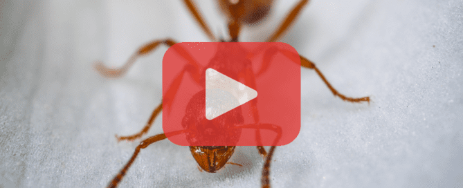 A zoomed-in view of a fire ant on a white surface, showing its head, body, and legs in sharp detail. The logo and play button indicate a video thumbnail.