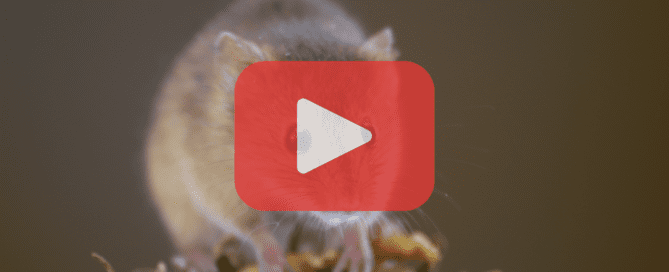 A close-up image of a mouse on a dark background, overlaid with a red play button and the "Prevent Pest Control" logo.
