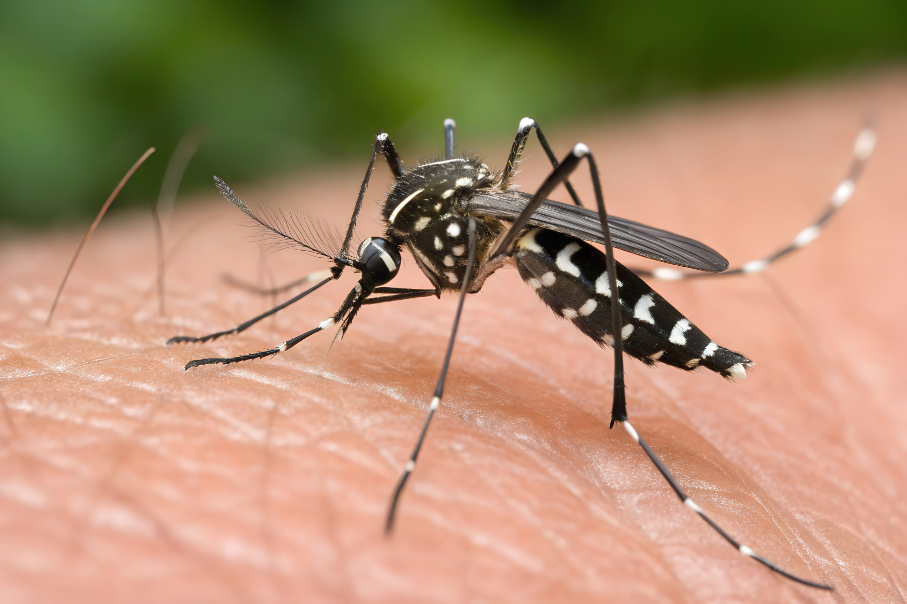 A close-up of a black and white mosquito resting on human skin. The mosquito's proboscis is in contact with the skin surface, suggesting it is feeding. The background is blurred with green tones, providing contrast with the detailed foreground.