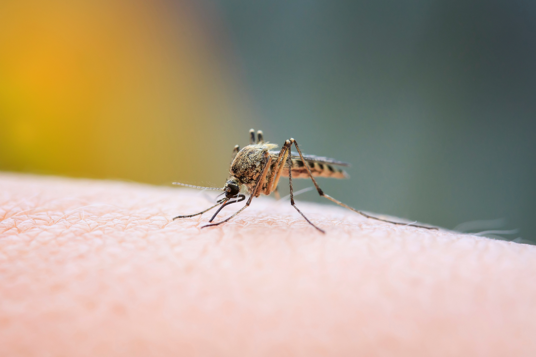 A close-up of a mosquito on human skin. The mosquito has a striped pattern on its body and legs, and the skin shows fine details and pores. The background is blurred with warm yellow and green tones