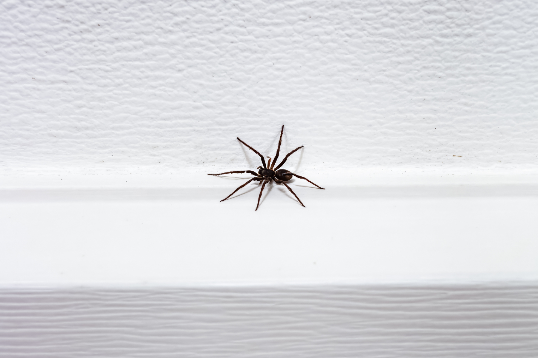 A close-up of a brown spider with long legs on a white textured wall. The spider is positioned near the edge of a white ledge or shelf, with a plain background.