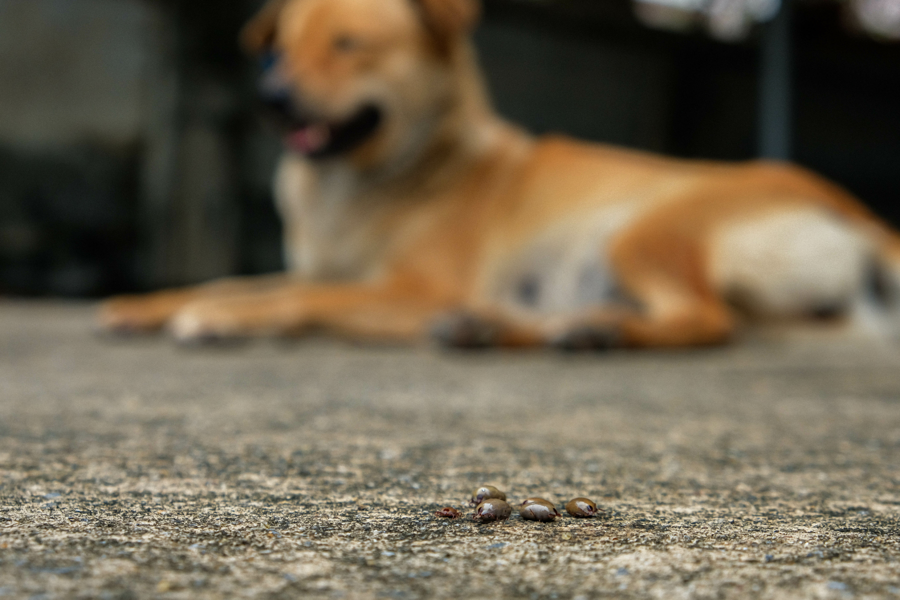 A close-up of several small ticks on a rough concrete surface. In the background, a blurred dog with brown fur is lying down, suggesting an outdoor setting.