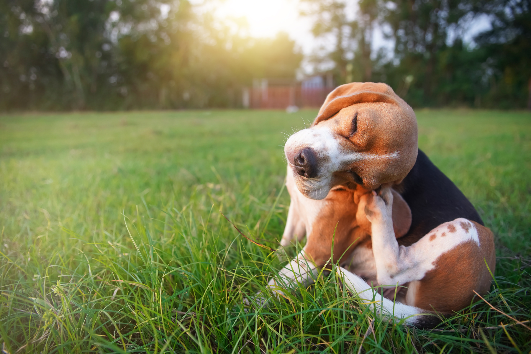 : A beagle dog sitting on green grass, scratching its neck with its hind leg. The background is a blurred outdoor scene with trees and sunlight filtering through, creating a serene atmosphere.
