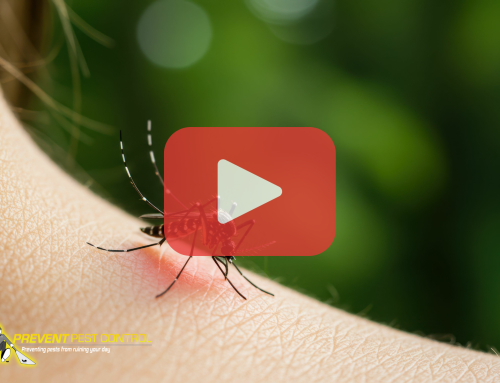 Mosquito Season is Here: How to Keep Your Yard Mosquito-Free