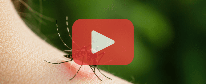 A mosquito is positioned on human skin, with its proboscis inserted and a red, inflamed bump forming at the bite site. The mosquito has black and white markings, and a large red play button overlay is centered in the image, accompanied by the “Prevent Pest Control” logo in the lower left corner.