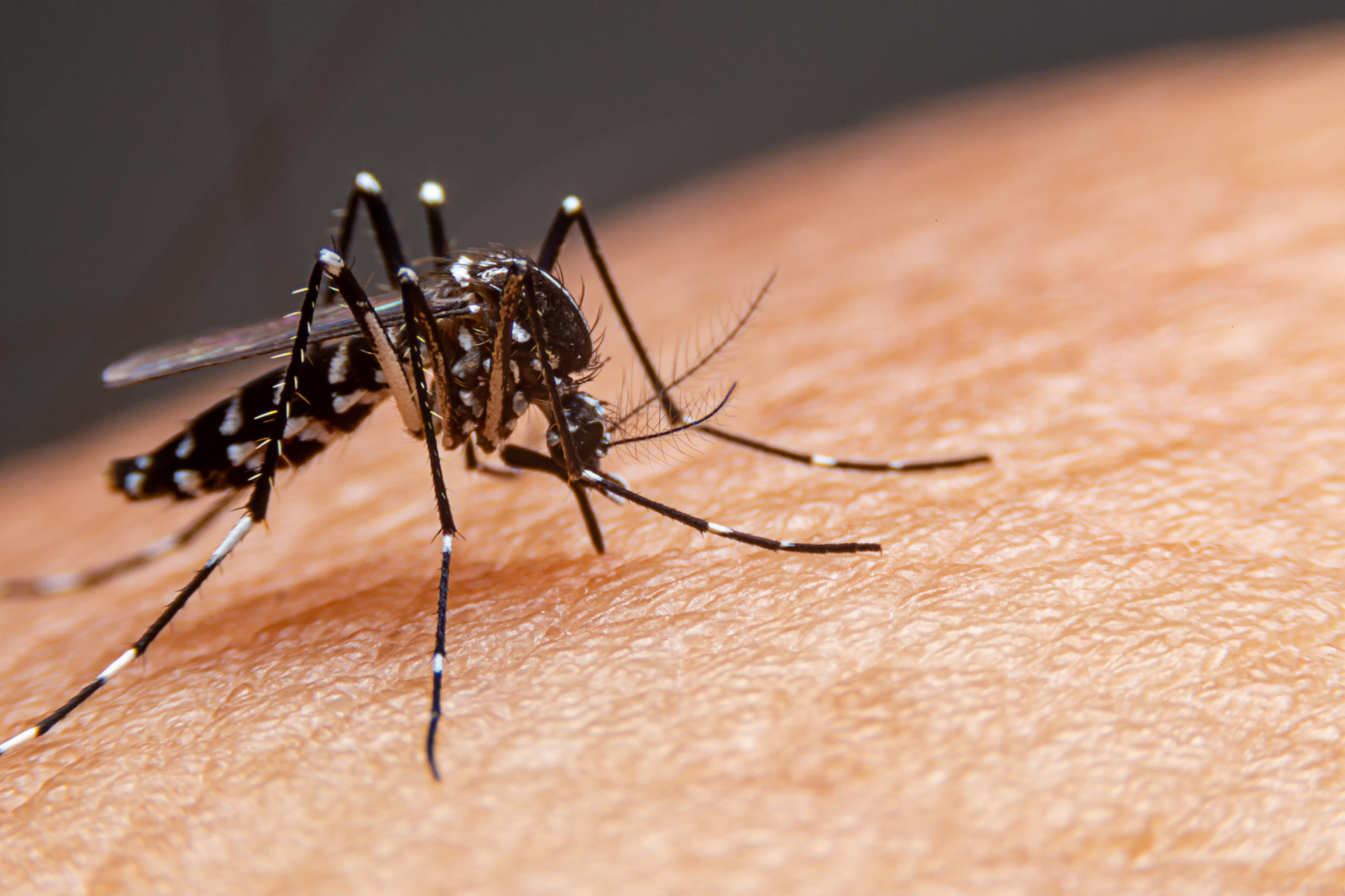 A close-up of a mosquito with a black and white striped pattern on human skin. The background is blurred with dark tones, keeping the focus on the insect.