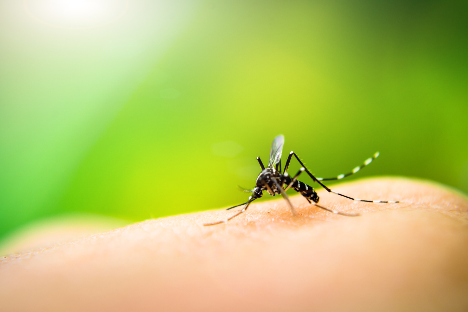 A close-up of a mosquito feeding on human skin. The insect is black with white markings and is in sharp focus, while the background consists of soft green and yellow gradients, giving a natural and outdoor appearance.