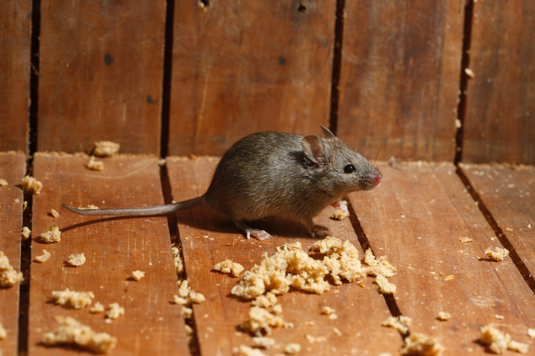 A small brown mouse is seen standing on a wooden floor, surrounded by scattered food crumbs. The mouse is positioned near a wooden wall, and its nose is slightly red, possibly due to lighting or contact with food debris.