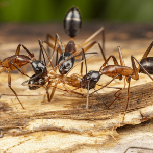 Group of ants on wood