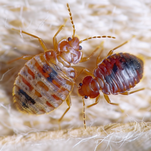 Two bed bugs