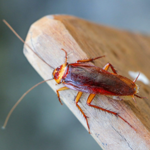 A cockroach sitting on wood