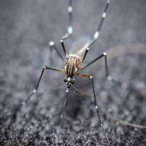 A close up of a mosquito