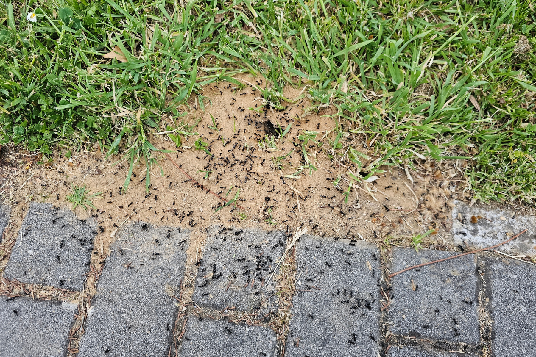 A large group of ants gathered on the pavement, surrounding their nest.