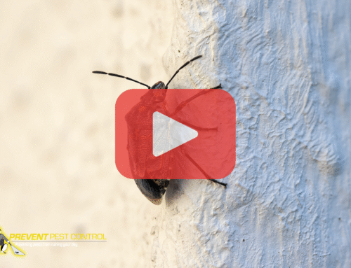 Fall Stink Bug Invasion: How to Spot and Get Rid of Them