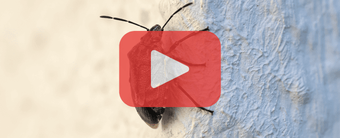 A close-up image of a bug, possibly a beetle, crawling on a textured wall.