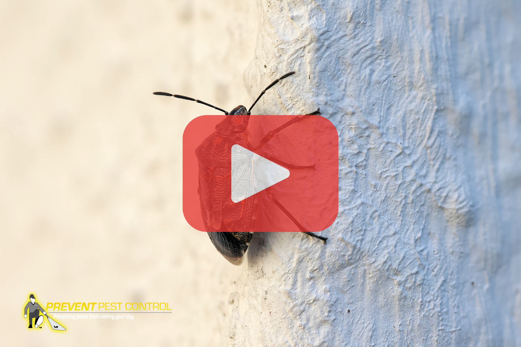 A close-up image of a bug, possibly a beetle, crawling on a textured wall.