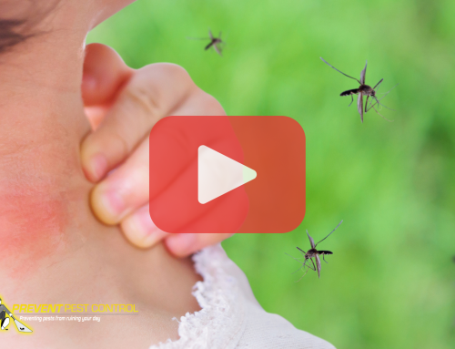 Mosquito Control: Tips for Keeping Your Yard Mosquito-Free