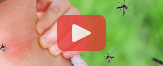 A close-up of a mosquito bite on skin, with redness and slight swelling around the puncture site.