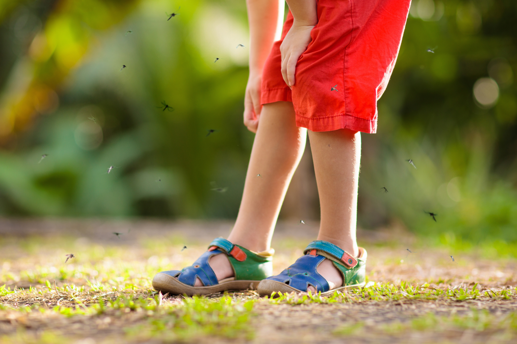 A child&rsquo;s legs, with mosquitoes flying around, possibly aiming to bite.