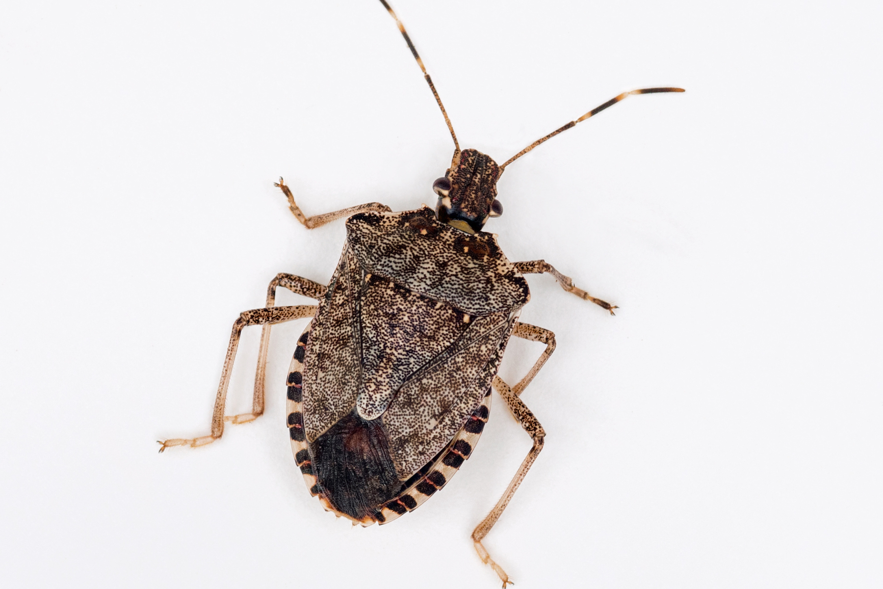A close-up of an insect, possibly a stink bug, on a white surface.