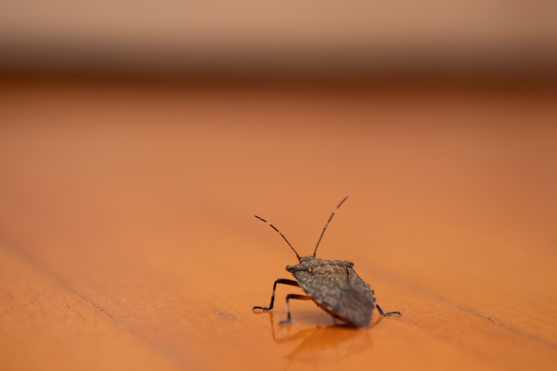 Stink bug on wooden surface,