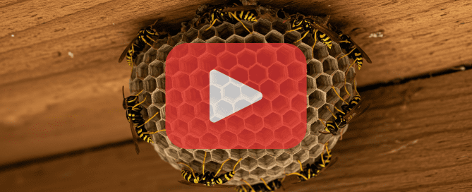Wasp nest on wooden ceiling.