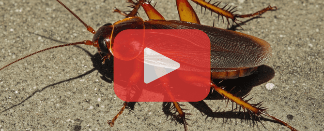 A large cockroach on pavement with a red play button overlay, promoting pest control video content.