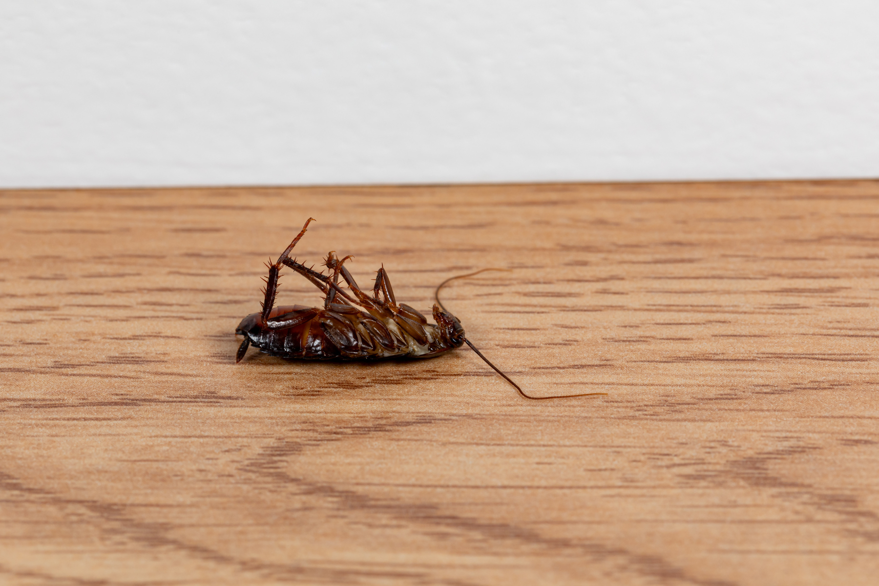 A cockroach lies upside down on a wooden floor, suggesting recent pest treatment success