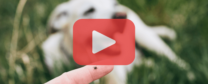 A tick crawls on a person's finger with a dog blurred in the background, highlighting pet-related pest risks.