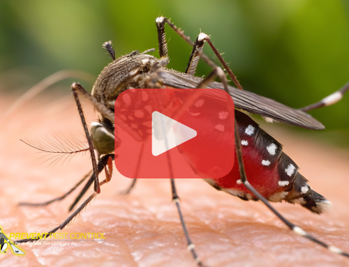How to Prevent Mosquito Bites and Enjoy Your Outdoors