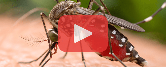 A close-up of a mosquito feeding on skin, with a play button overlay and pest control branding.