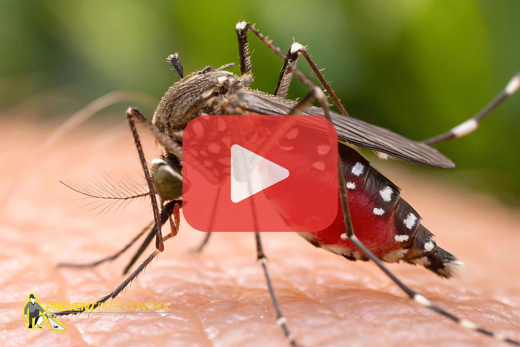 A close-up of a mosquito feeding on skin, with a play button overlay and pest control branding.