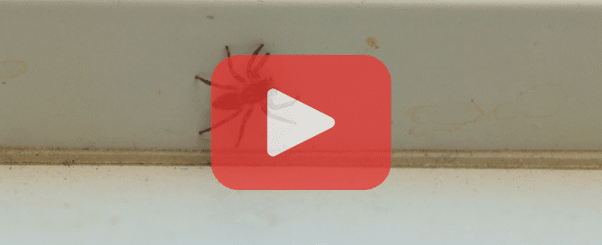 A YouTube video screenshot showing a small red and black insect on a white surface, possibly a wall or window frame. The background is blurred but seems to be an outdoor setting with warm tones. The "PREVENT PEST CONTROL" text and icon are again in the bottom left corner.