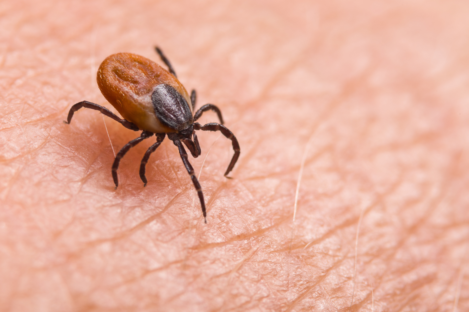 A tick crawls on bare skin, emphasizing the need for bite prevention and pest control.