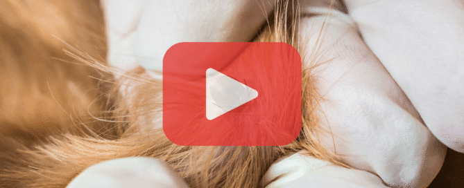 YouTube video screenshot, similar to the second. It shows a gloved hand (likely a vet’s) checking the brown fur of an animal, possibly a dog. The background is blurred but appears to be a natural setting. The same "PREVENT PEST CONTROL" text and icon are in the bottom left corner.