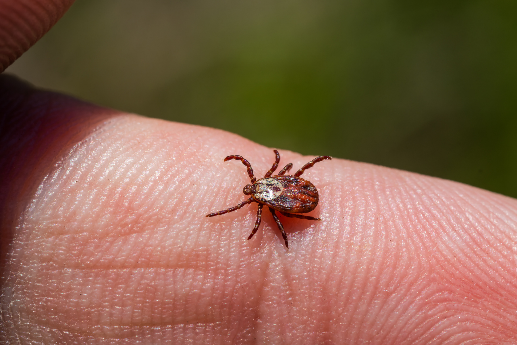 A detailed view of a tick walking on a fingertip, highlighting the tiny but dangerous pest.