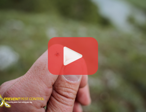 How to Prevent Tick Bites and Stay Safe Outdoors