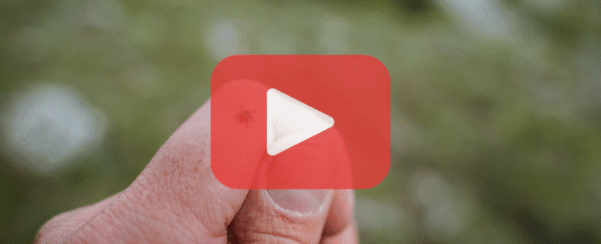 A YouTube video screenshot showing a human finger with a visible nail near a small red and black insect (like the one in the first image) on the skin. The background is blurred but seems to be a natural setting with green tones. In the bottom left corner, there’s yellow text: "PREVENT PEST CONTROL - keeping pests from ruining your day," with an icon of a person with pest control equipment.