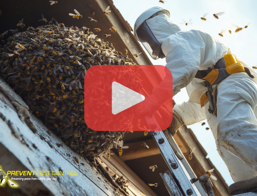Bee, Wasp, or Hornet? How to Safely Remove Nests