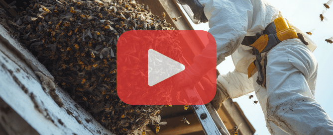 A pest control professional in protective gear approaches a large wasp nest, featured with a play button for video promotion.
