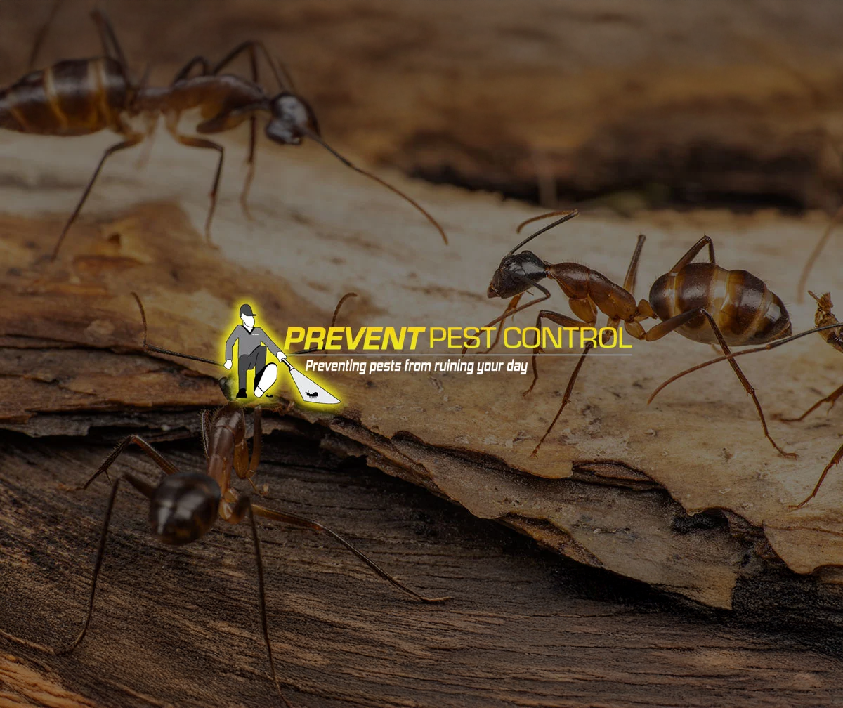Prevent Pest Control over ants on a log