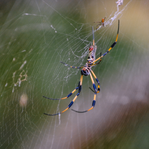 A black and yellow spider on their web