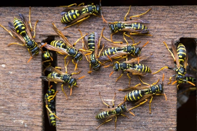 Wasp colony Wasp colony, wasps gathering near their nest
