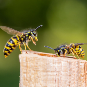 Two wasps sitting on a wood log