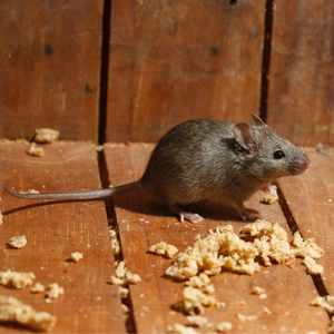 A mouse sitting on wood next to some food