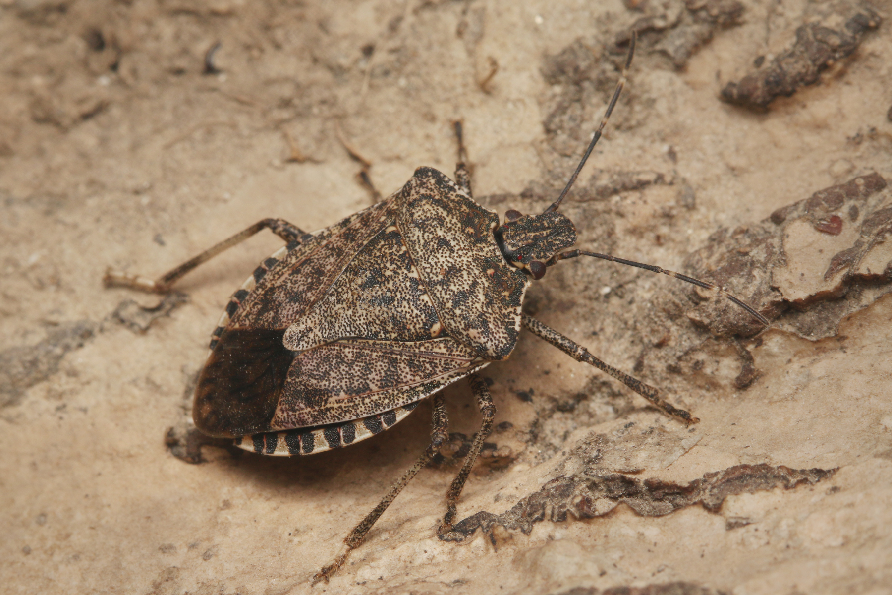 A detailed view of a stink bug resting on textured bark.