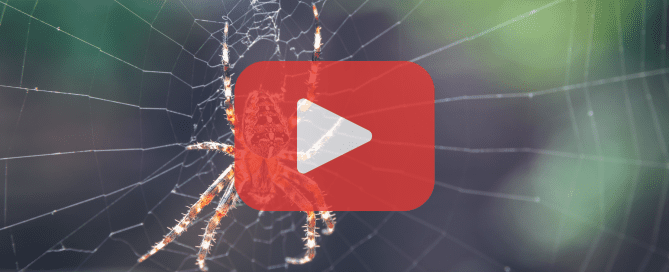 A close-up of a spider on its web with a play button overlay.