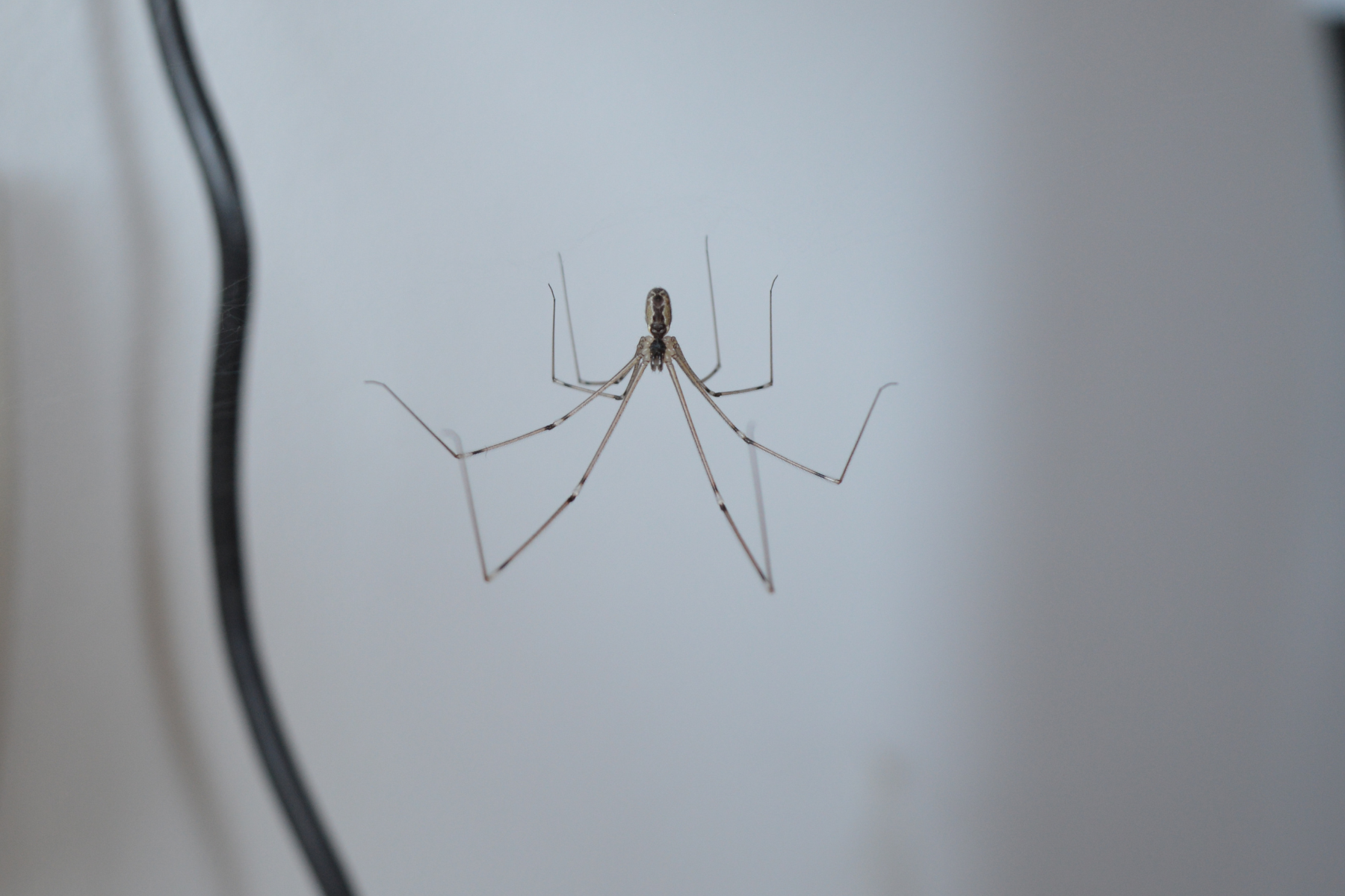 A cellar spider hanging from its web against a white wall.