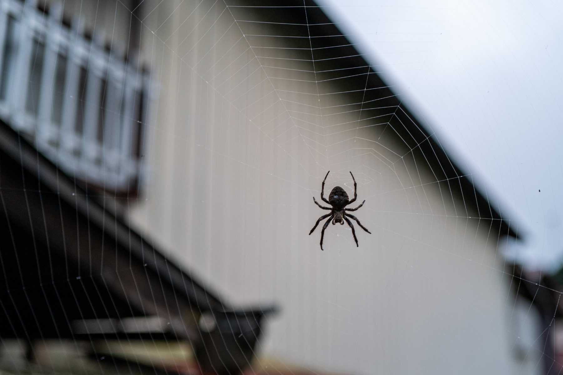 A spider centered in its web with a house blurred in the background.